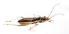 Himacerus major